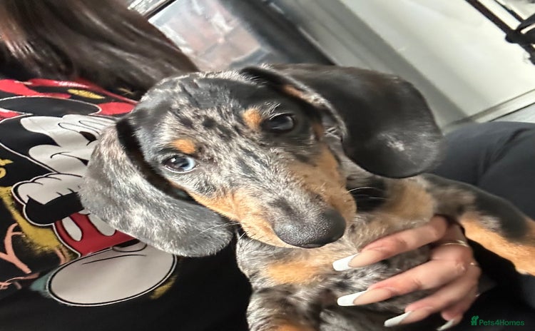 Miniature Dachshund dogs - Advert 5