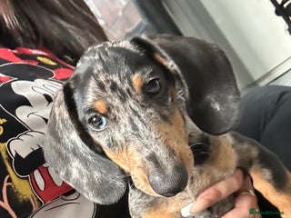 Miniature Dachshund dogs - Advert 30