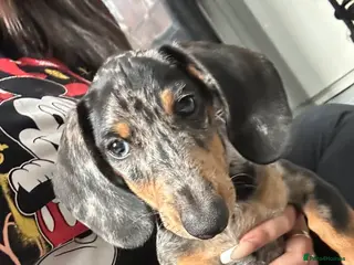 Miniature Dachshund dogs Miniature Dachshund - Advert 1