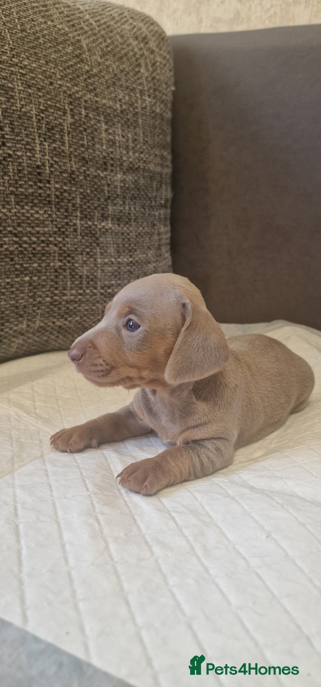 Dachshund dogs for sale: 2 girls and 1 boy miniature dachshund puppies  - Image 24