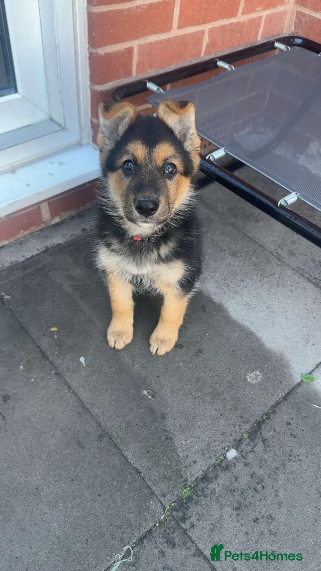 German Shepherd dogs for sale: German Sheperd female pup - Advert 2