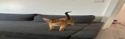 Abyssinian cats for sale: Queen 1 year and half old in London - Advert 7