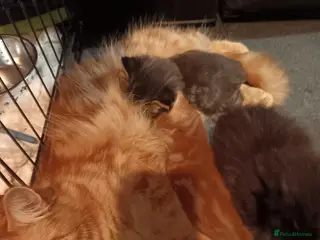 British Longhair cats 3 kittens - Advert 3