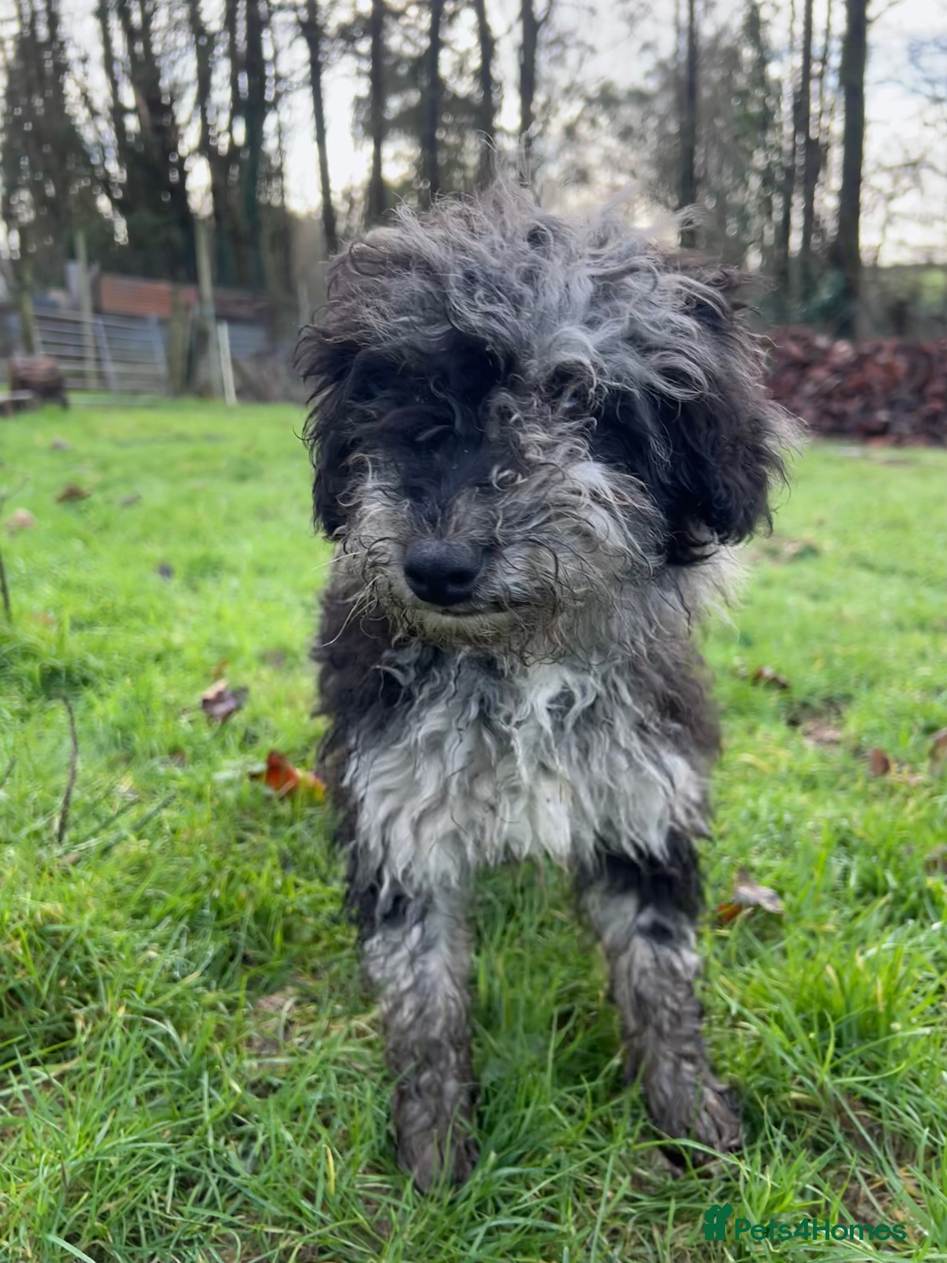 Mixed Breed dogs Stunning litter of 3/4 Toy Poodle X Welsh Collie - Advert 6