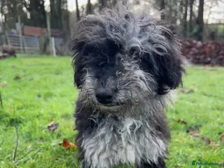 Mixed Breed dogs Stunning litter of 3/4 Toy Poodle X Welsh Collie - Advert 17