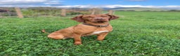 Hungarian Vizsla dogs for sale: Stunning Vizsla Puppies  - Advert 2