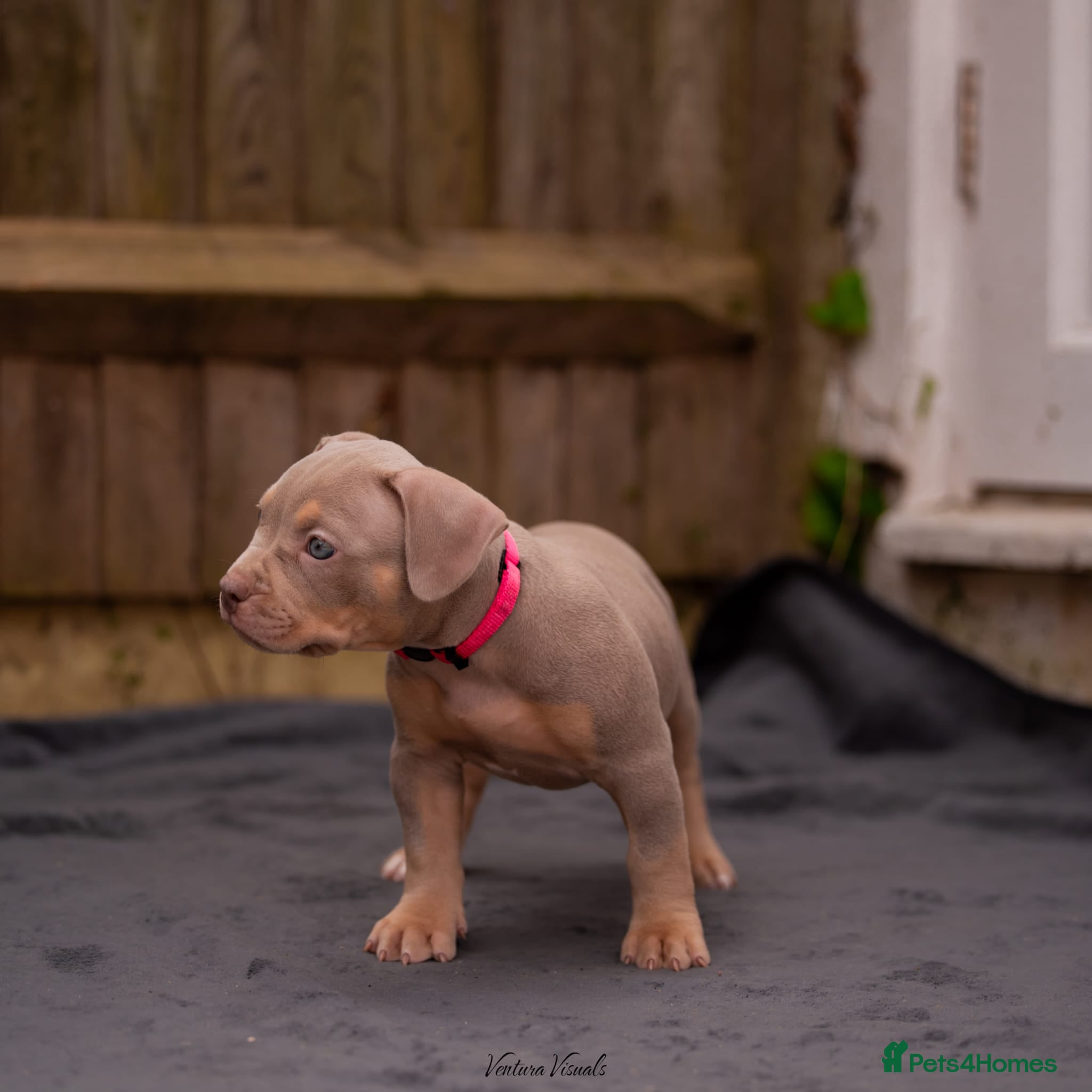 American Bully dogs for sale: American Bully Puppies - Advert 25