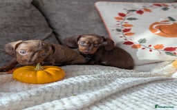 Miniature Dachshund dogs for sale: Miniature dachshund puppies  - Image 2