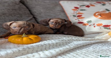 Miniature Dachshund dogs - Advert 1