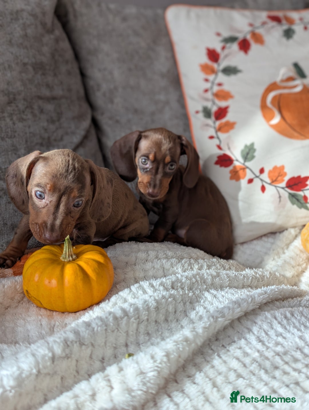 Miniature Dachshund dogs for sale: Miniature dachshund puppies  - Image 2