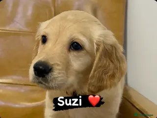 Golden Retriever dogs KC Golden Retriever Puppies Ready 22nd February - Advert 12