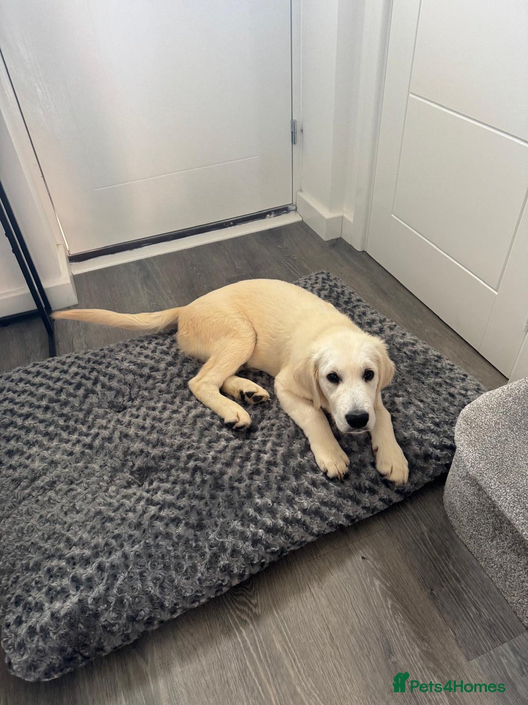 Golden Retriever dogs for sale: English Cream Golden Retriever - Advert 10