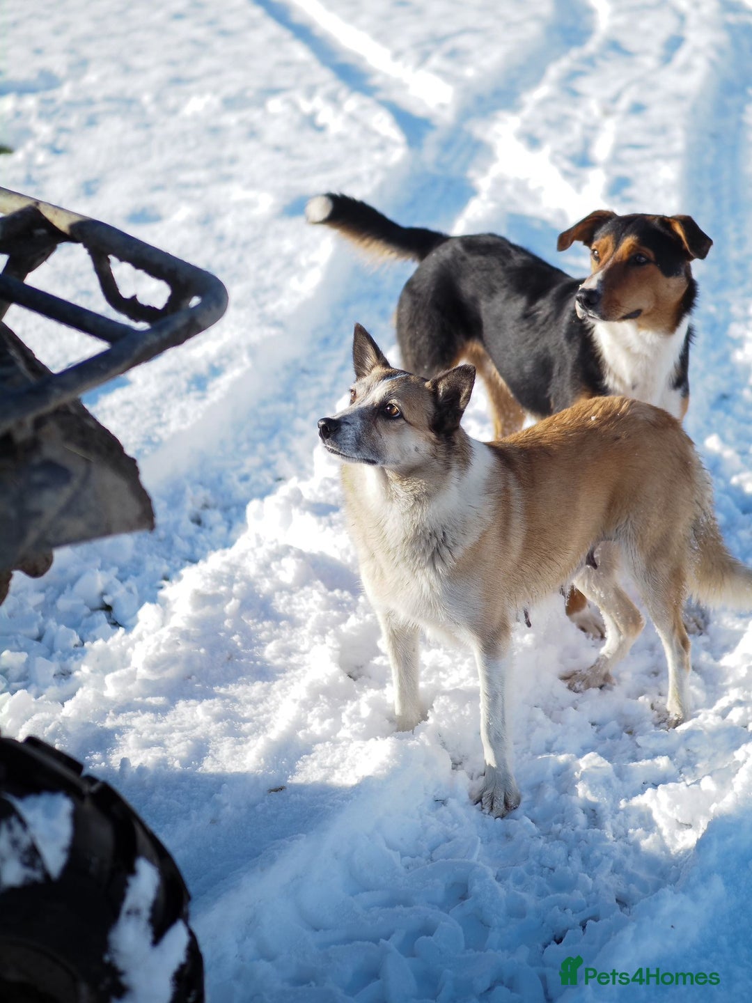 Mixed Breed dogs for sale: Collie cross puppies  - Advert 1