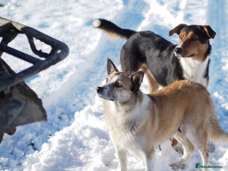 Mixed Breed dogs Collie cross puppies - Advert 5
