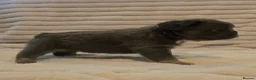 French Bulldog dogs for sale:   Outstanding Lilac Fluffy French Bulldog Puppies  in Wigan - Advert 15