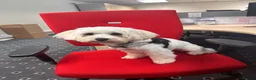 Mixed Breed dogs for sale: 2 year old Maltese cross  in Manchester - Advert 6