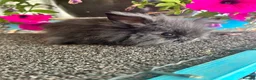 Lionhead rabbits for sale: 🦋Pure breed Teddy lionheads 🦋 - Advert 39
