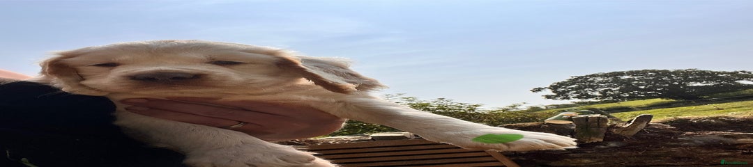 Clumber Spaniel Puppy 6