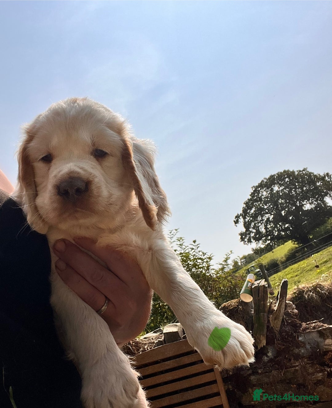 Clumber Spaniel dogs for sale: 3/4 clumber 1/4 cocker spaniel pups - Image 21