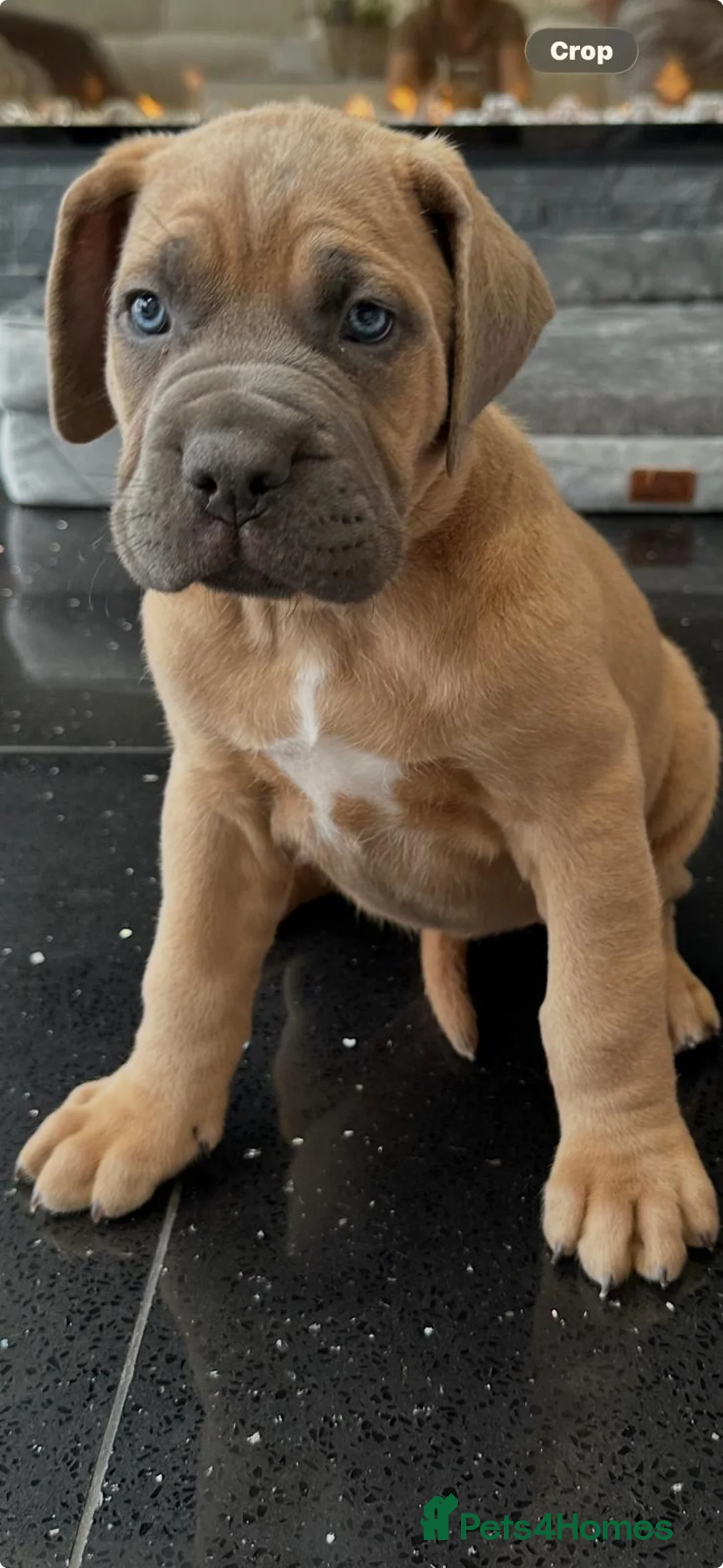 Cane Corso dogs for sale: 🐾 Cane Corso Puppies Due 29th May- Reserve Now 🐾 - Advert 2