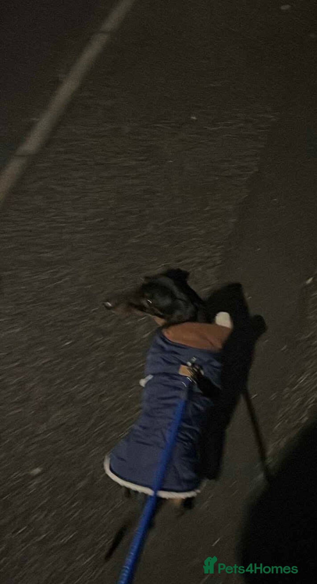 Dachshund dogs for sale: Dachund  - Advert 5