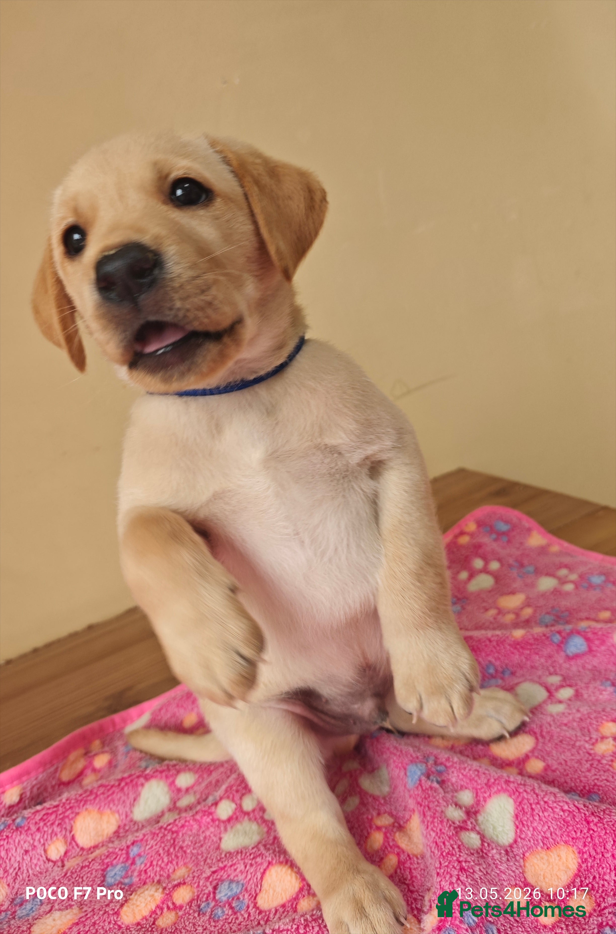 Labrador Retriever dogs Exceptional Home Raised Labrador Puppies - Advert 2