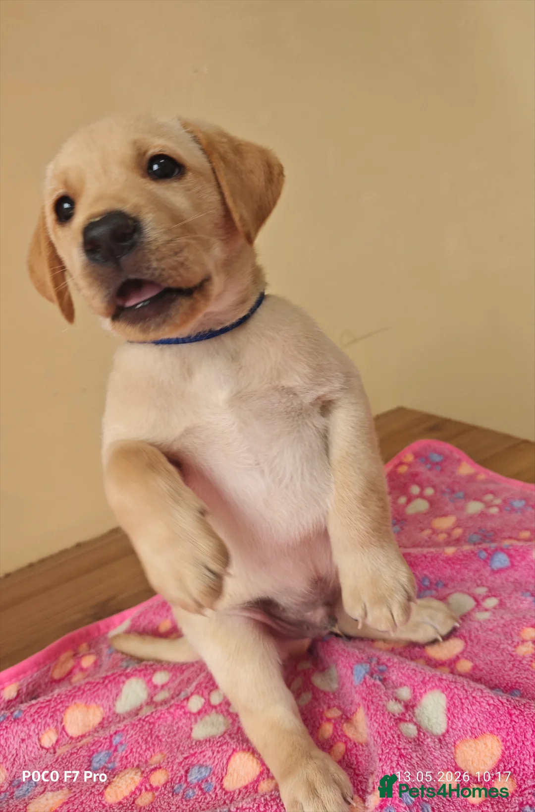 Labrador Retriever dogs for sale: Exceptional Home Raised Labrador Puppies in Nottingham - Advert 2
