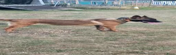 Belgian Shepherd Dog dogs for sale: Kc registered malinois  - Advert 2