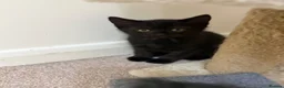 Mixed Breed cats for sale: Two Beautiful Kittens Looking for Loving Homes - Advert 13