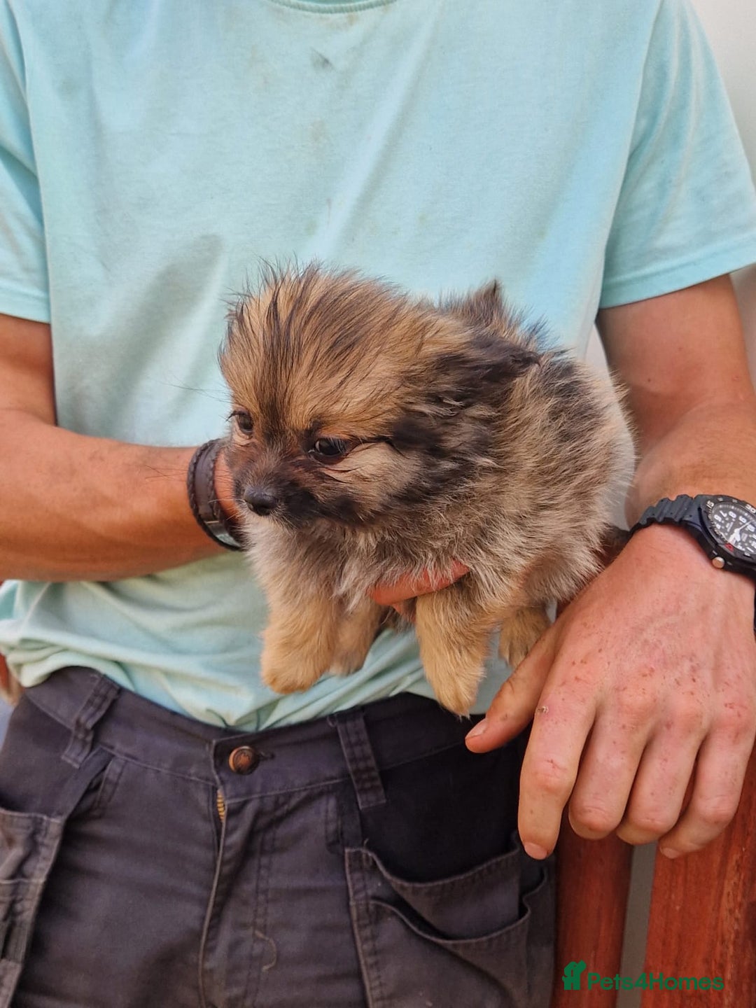 Pomeranian dogs for sale: ** pomeranians - Image 5