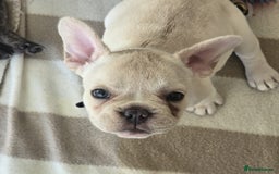 French Bulldog dogs for sale: One adorable female 🩷 French Bulldog Puppy  - Image 12