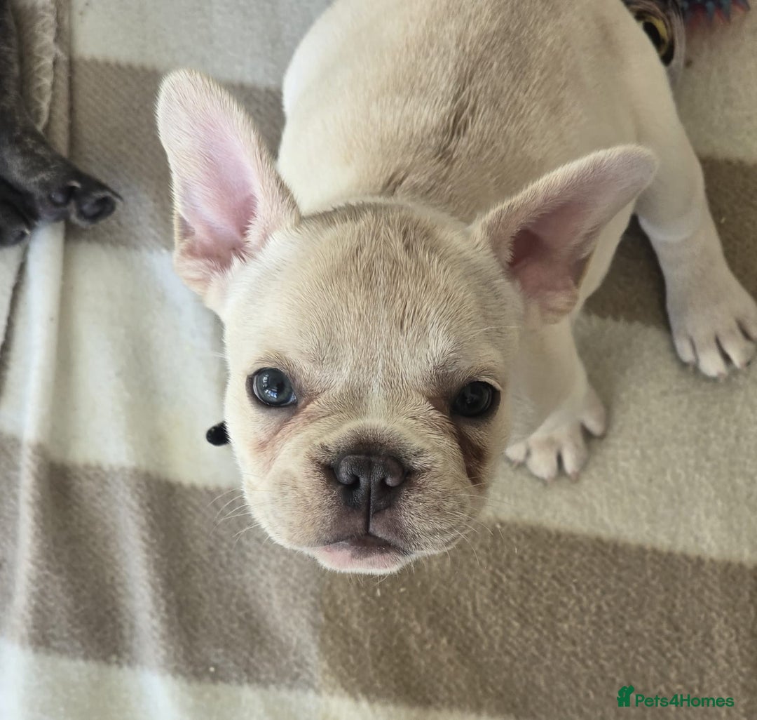 French Bulldog dogs for sale: One adorable female 🩷 French Bulldog Puppy  - Image 12