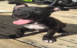 Mixed Breed dogs for sale: Staffy puppy  - Image 1