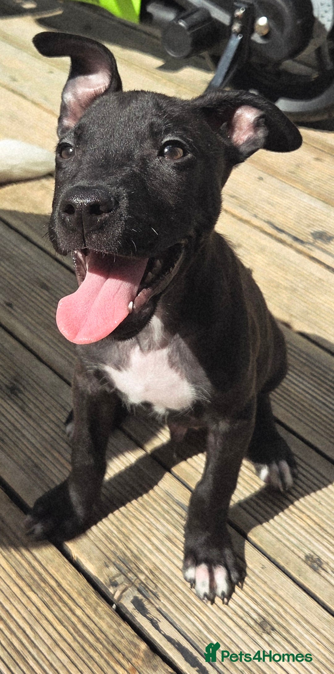 Mixed Breed dogs for sale: Staffy puppy  - Image 1
