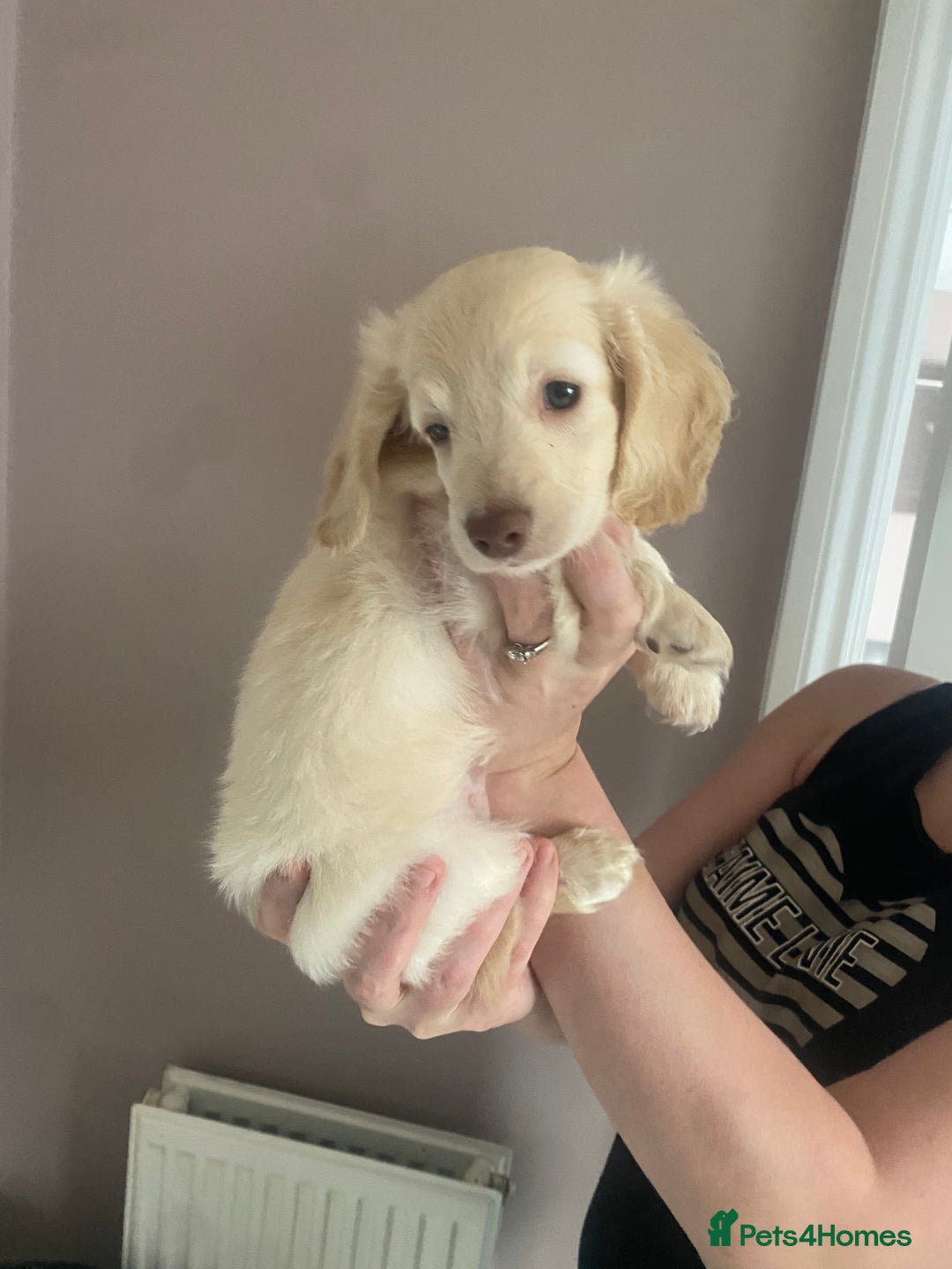 Dachshund dogs for sale: Stunning male Dachshund puppies  - Image 10