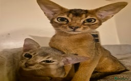 Abyssinian cats for sale: Beautiful kittens 🥰 Ready to go 😍 - Image 5