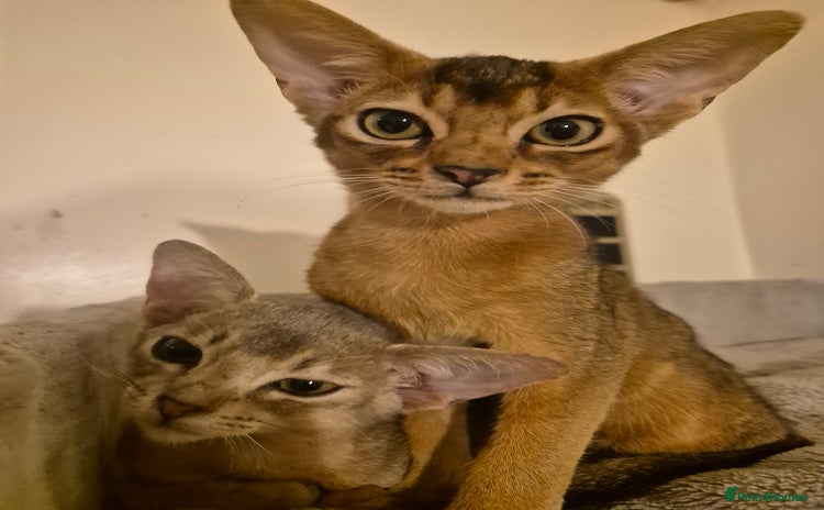 Abyssinian cats - Advert 2