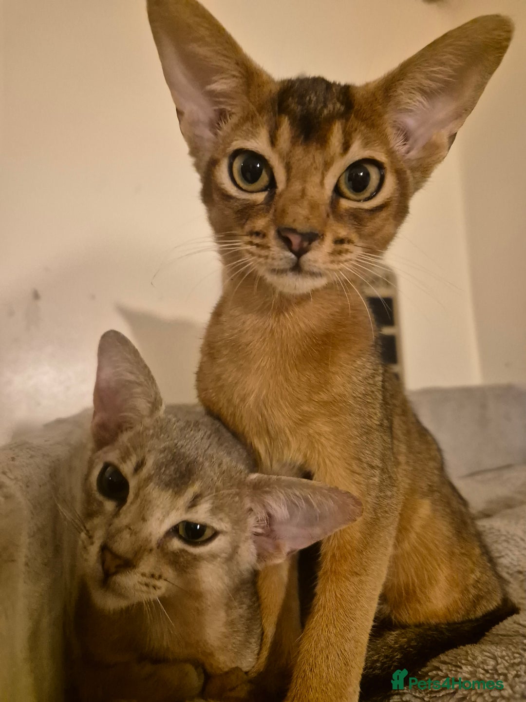 Abyssinian cats for sale: Beautiful kittens 🥰 Ready to go 😍 - Image 5