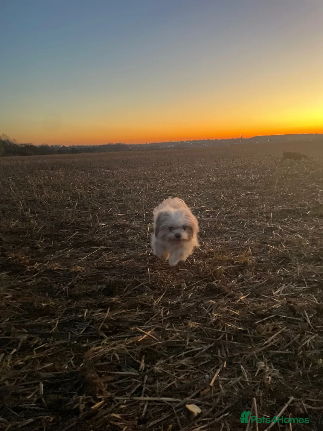 Shih Tzu dogs for sale: Stunning mixer litter - Advert 1