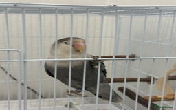 Lovebirds birds for sale: Lovebird - + cage/food - Advert 3