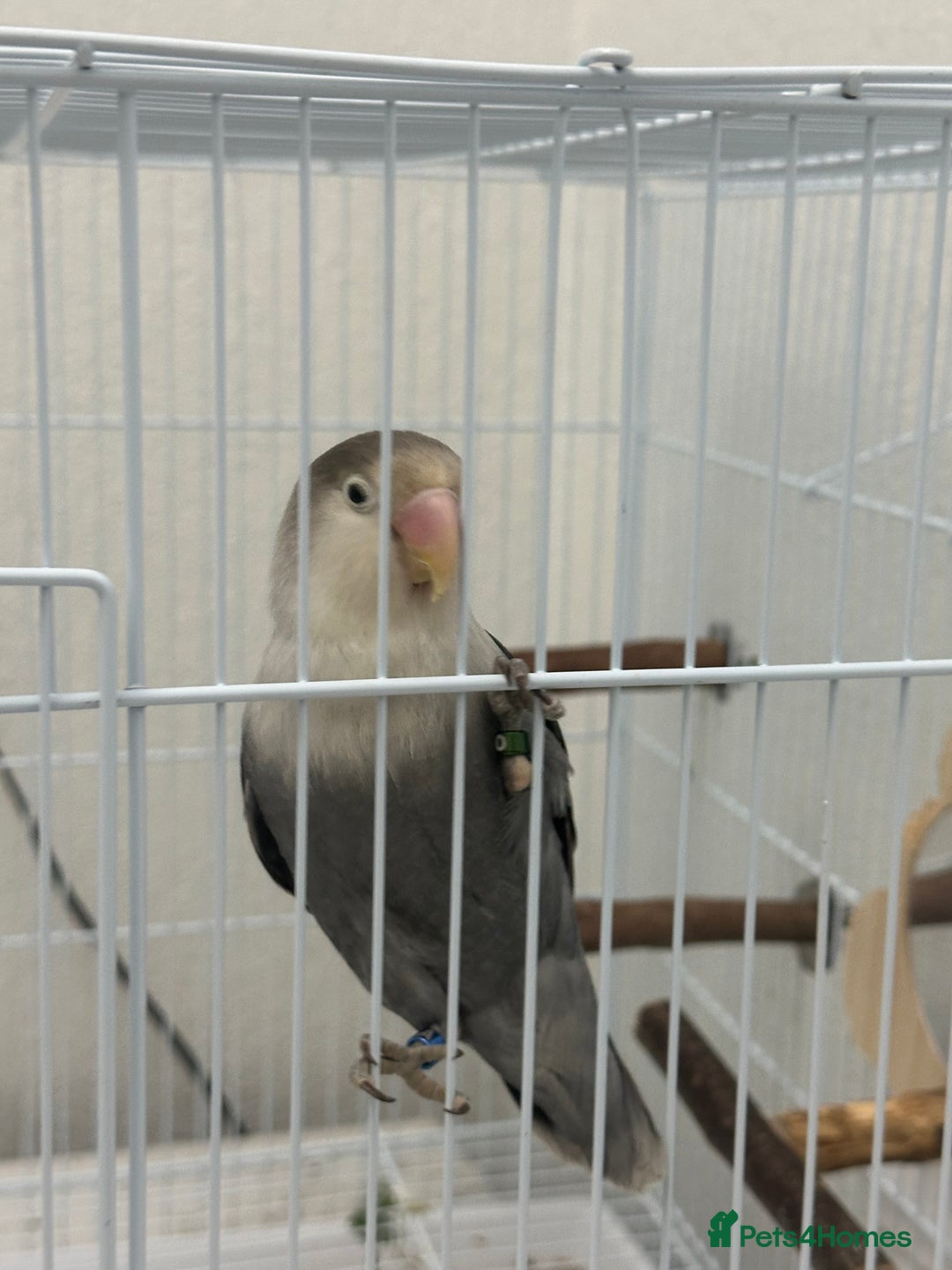 Lovebirds birds for sale: Lovebird - + cage/food - Advert 3