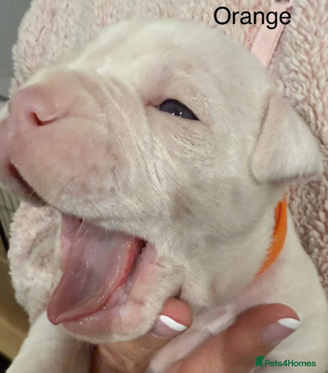 Olde English Bulldogge dogs for sale: 9 Olde English Bulldogge NEBBR registered puppies - Advert 3