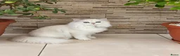 British Longhair cats for sale: Stunning British Longhair Kittens – Champion  - Advert 8