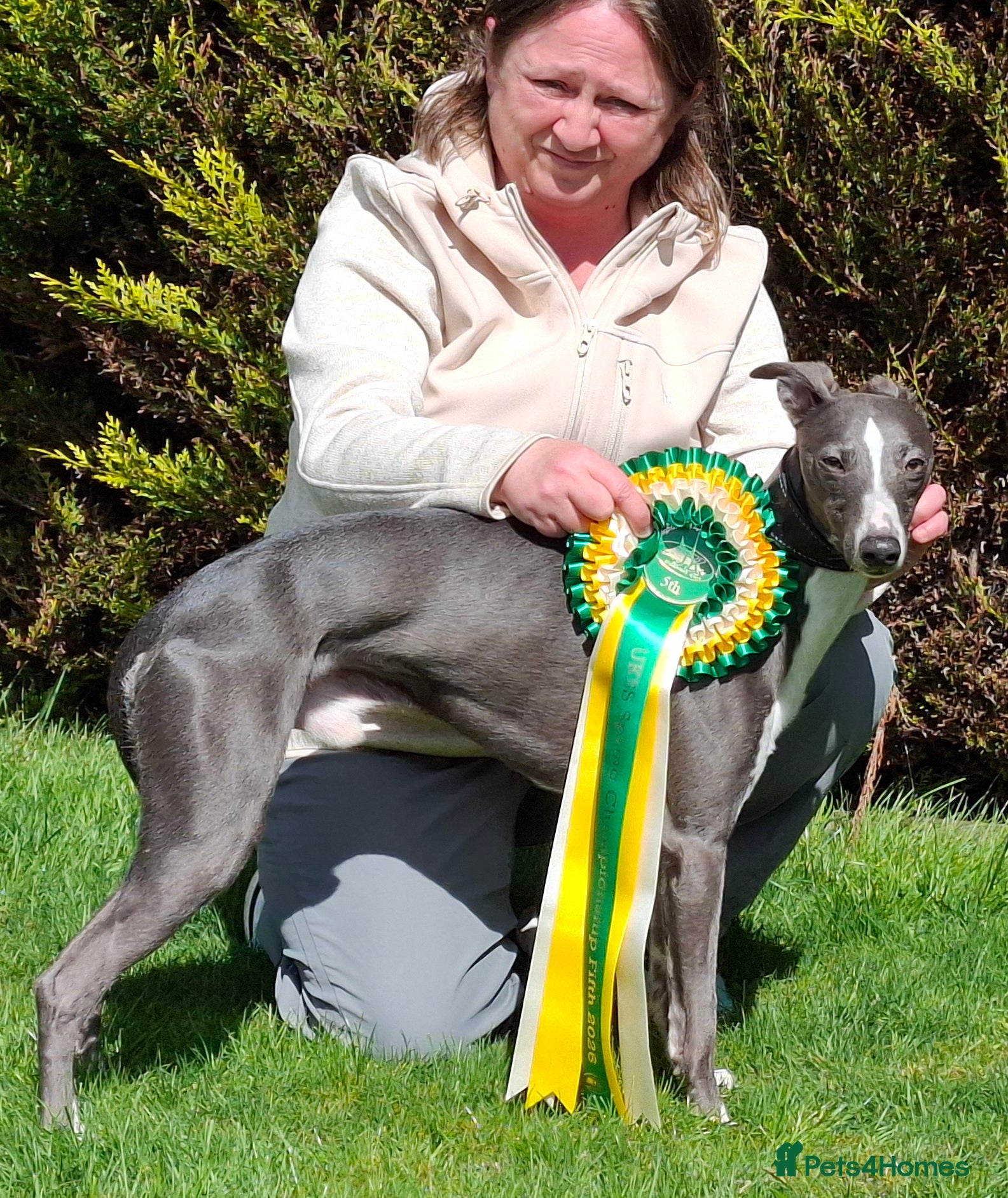 Whippet dogs for stud: Classy Smart Blue Boy 19.5tts.Sportingbred. - Advert 1