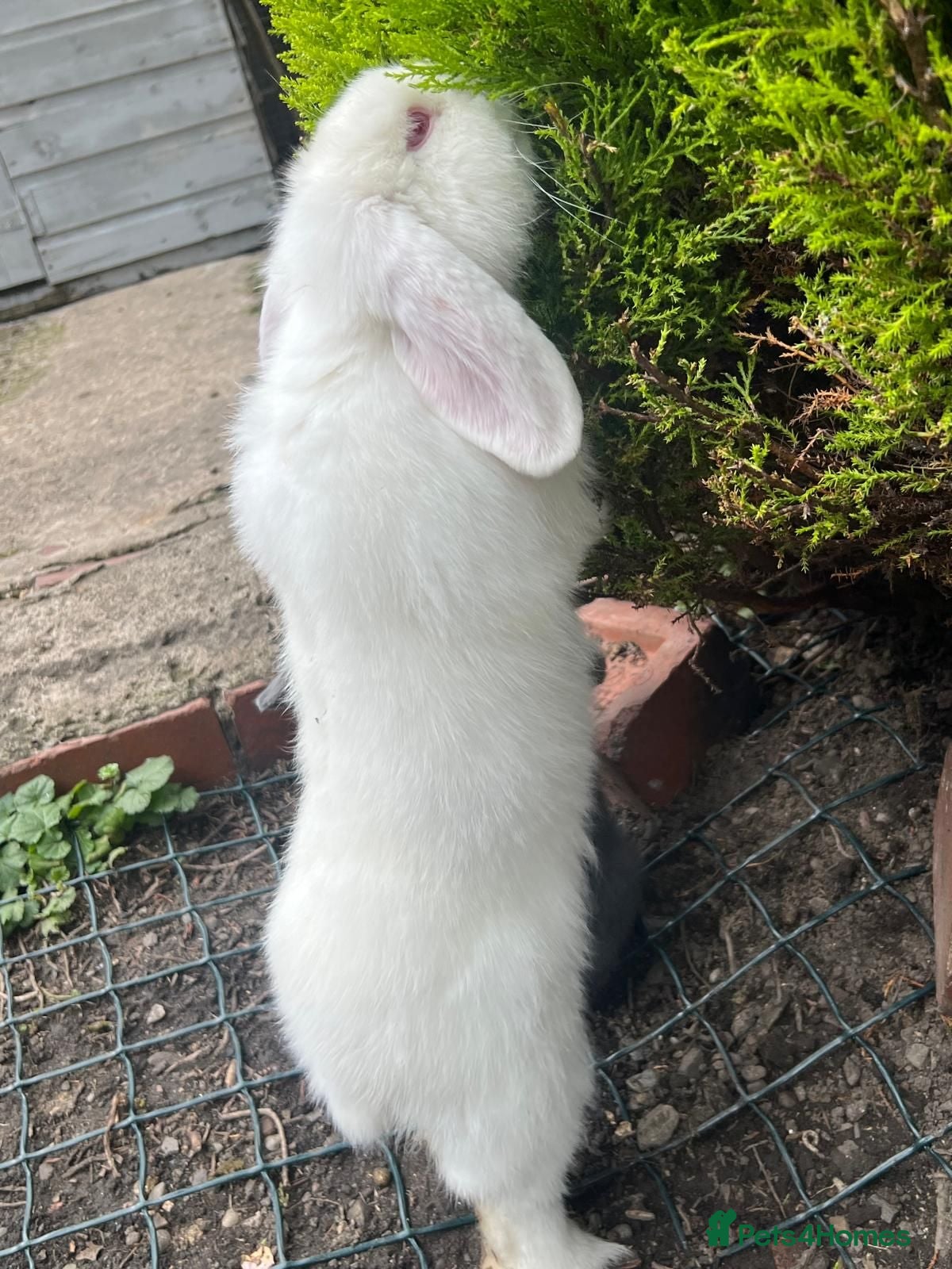 Mini Lop rabbits mini loop babies  - Advert 2