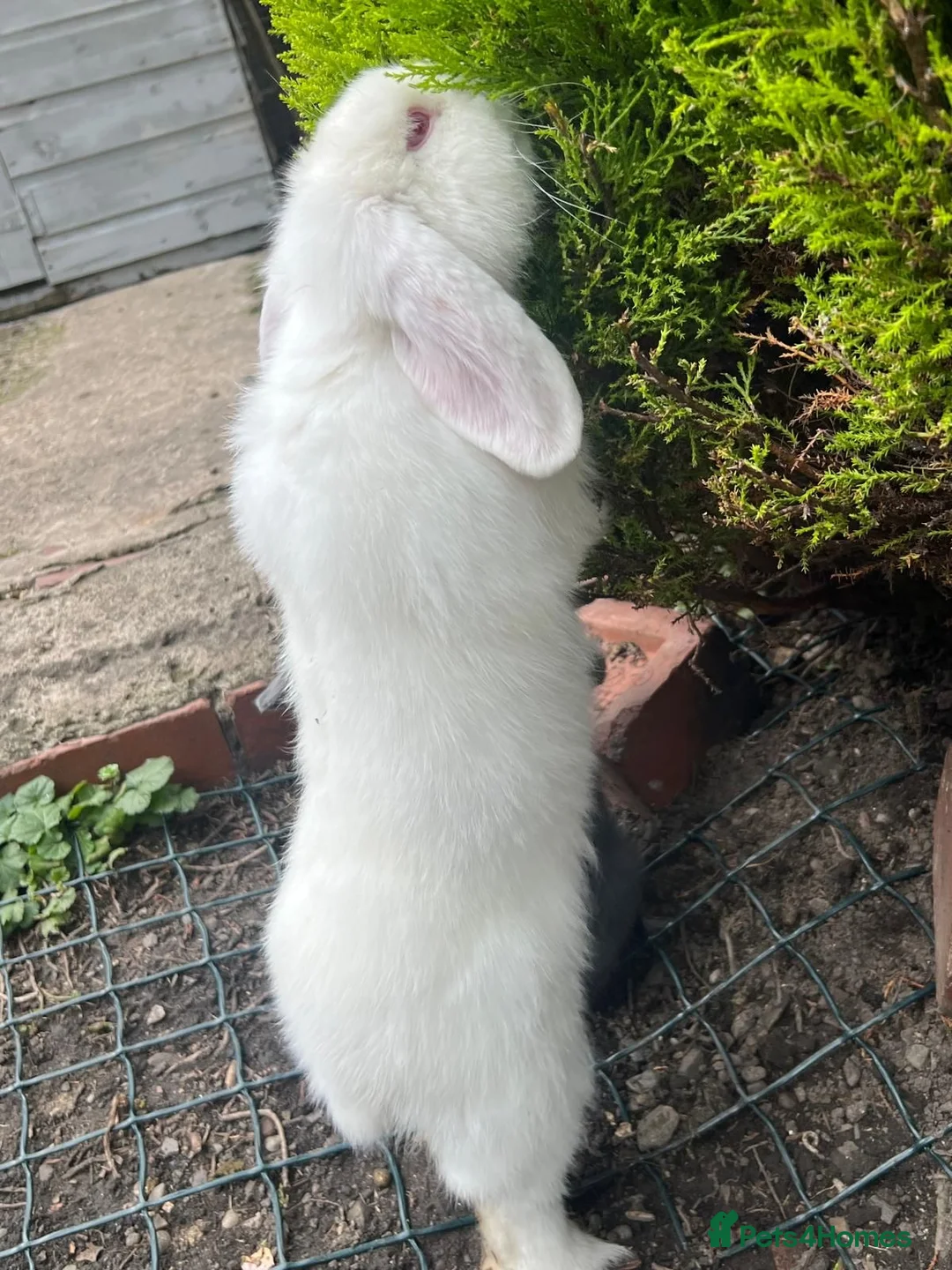 Mini Lop rabbits for sale: mini loop babies  - Advert 2