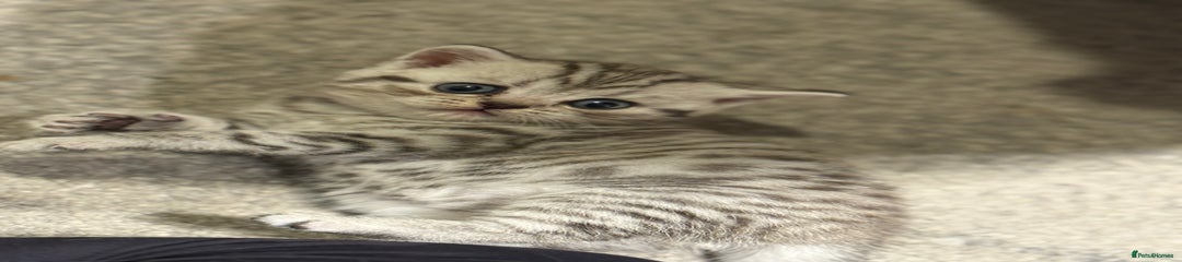 Scottish Fold Kitten 4