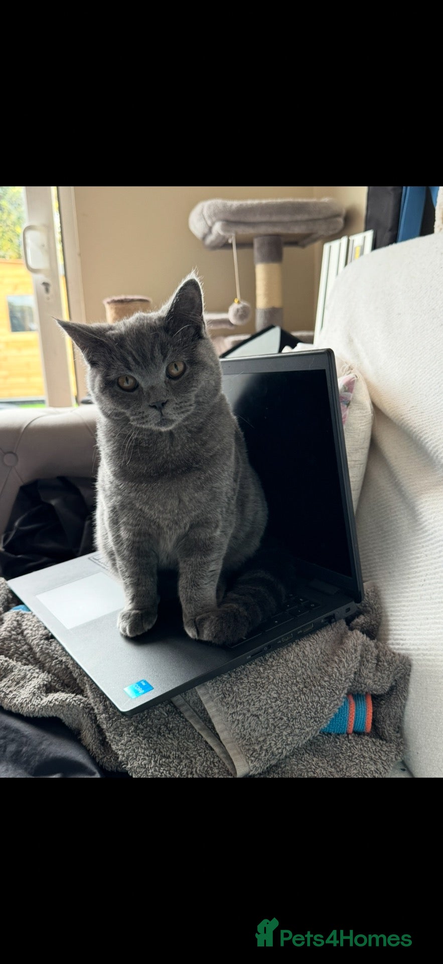 British Shorthair cats Beautiful British Shorthair Girl - Advert 1