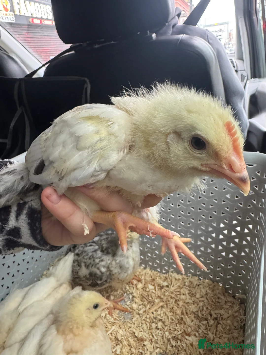 Chickens poultry for sale: Cream crested legbar + Brahma chicks READY NOW !! - Advert 2