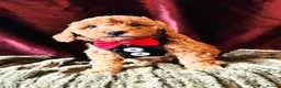 Cavapoo dogs for sale: Real Life Teddys Looking for love  - Advert 17